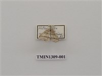 藏品(尺蠖蛾科)的圖片